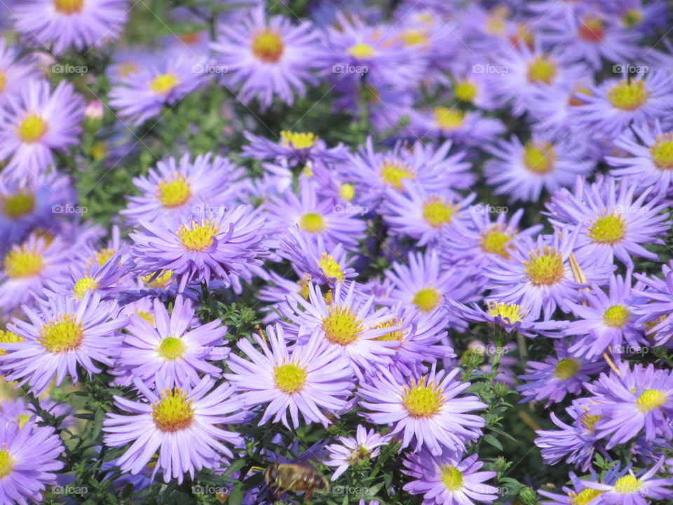 Michaelmas daisy