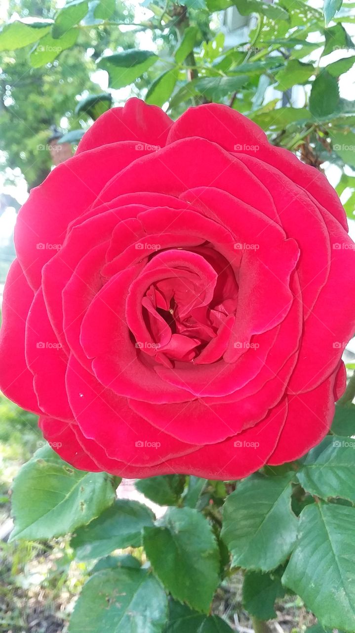 Red rose