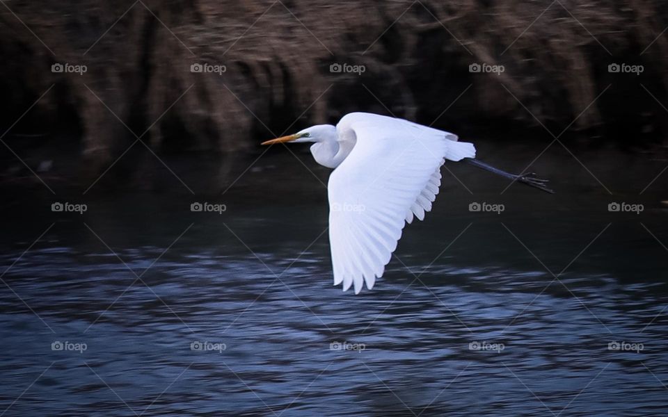 Great egret
