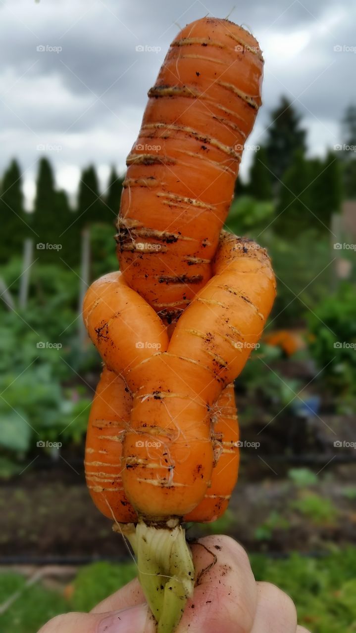 carrots