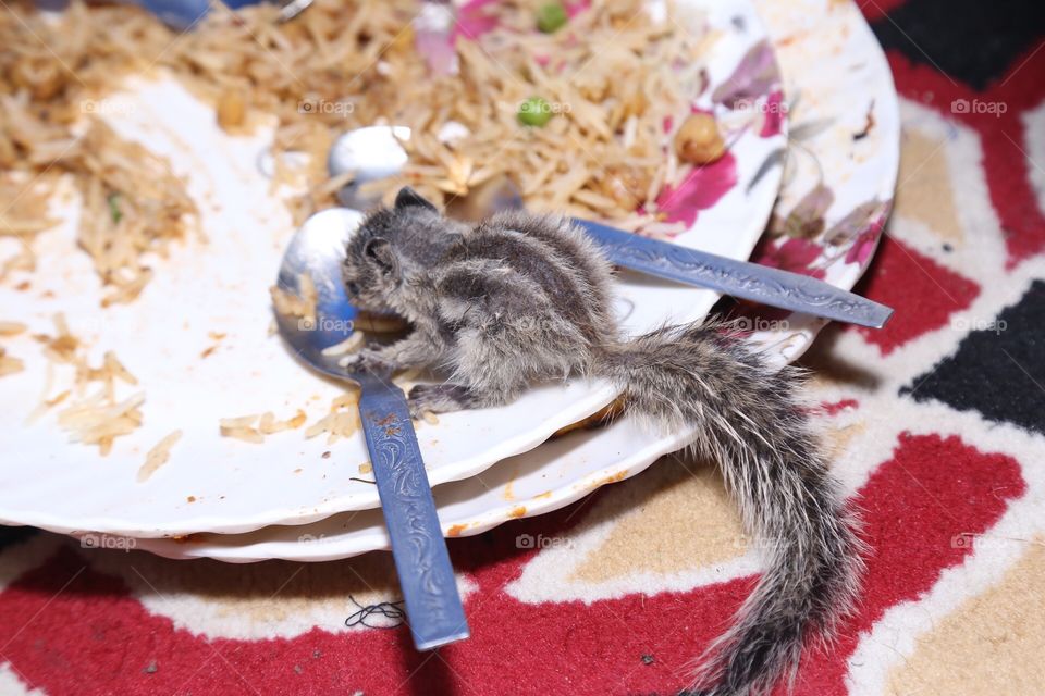Baby squirrel eats food.