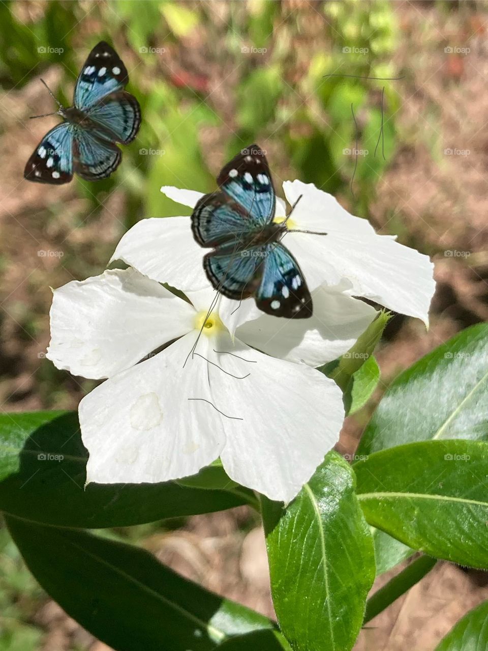 Flores brancas da planta chamada Maria sem vergonha sendo visitadas por pequeninas borboletas azuis e pretas com bolinhas brancas.