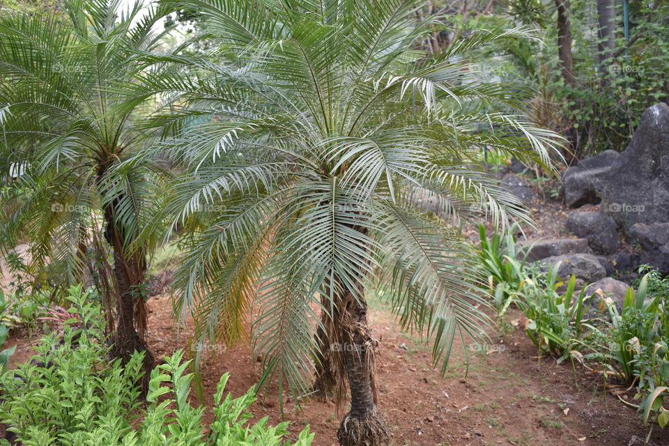 Palm tree in Rock Garden Nerul India Photo taken by April 18,2018