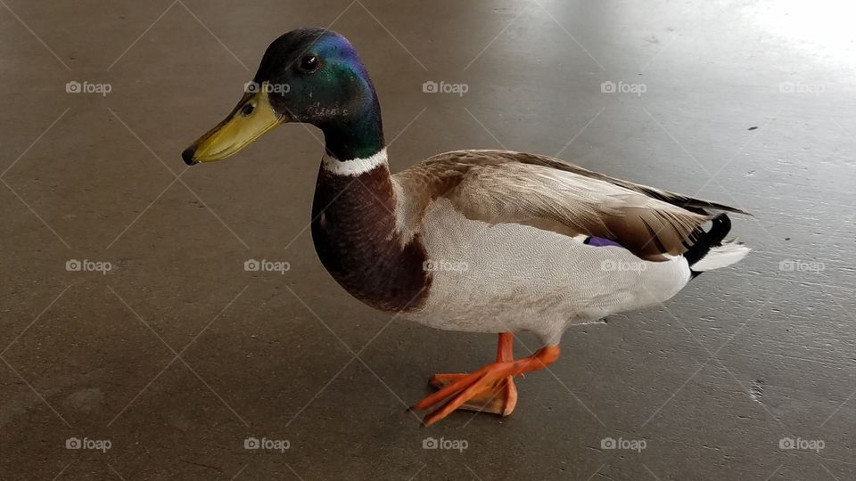 Friendly Duck