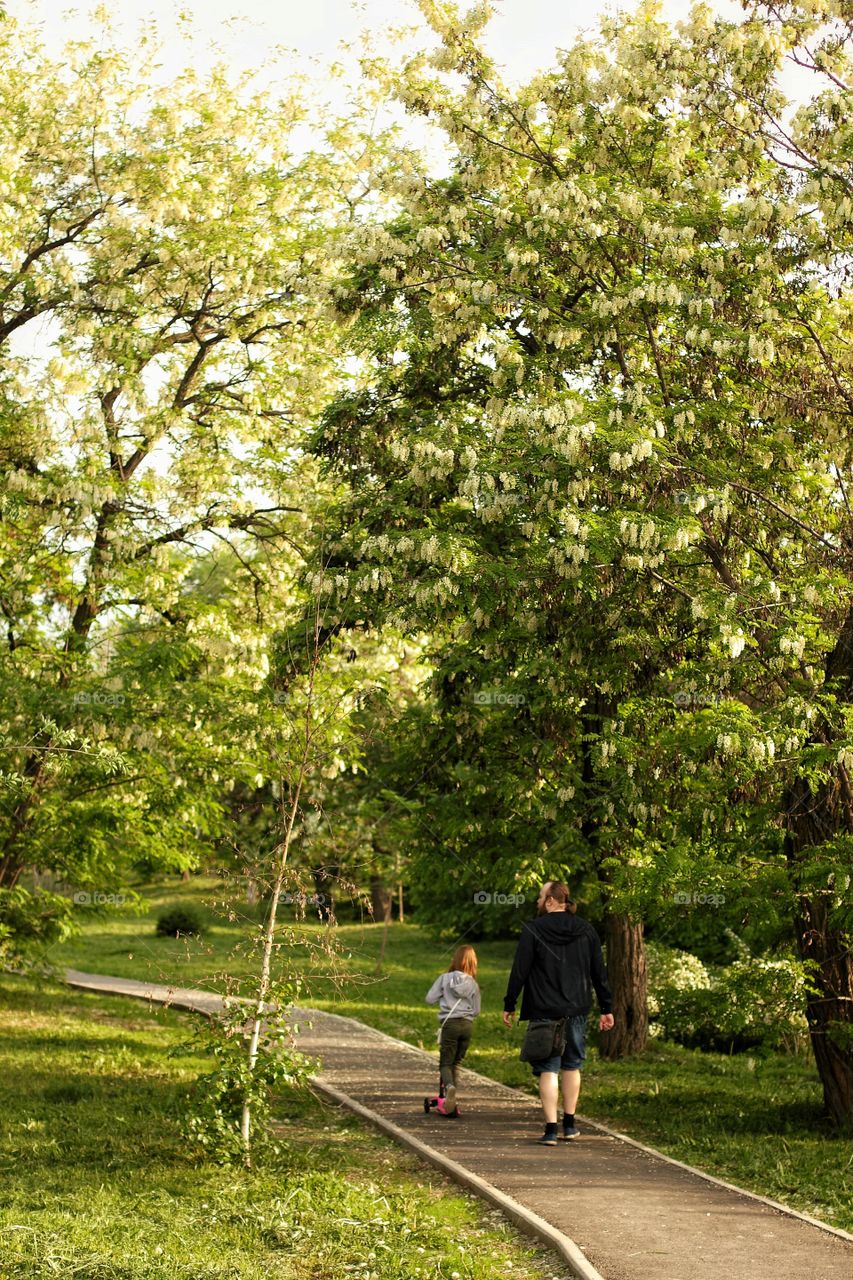 Dad and daughter walk under the flowering acacia trees in spring