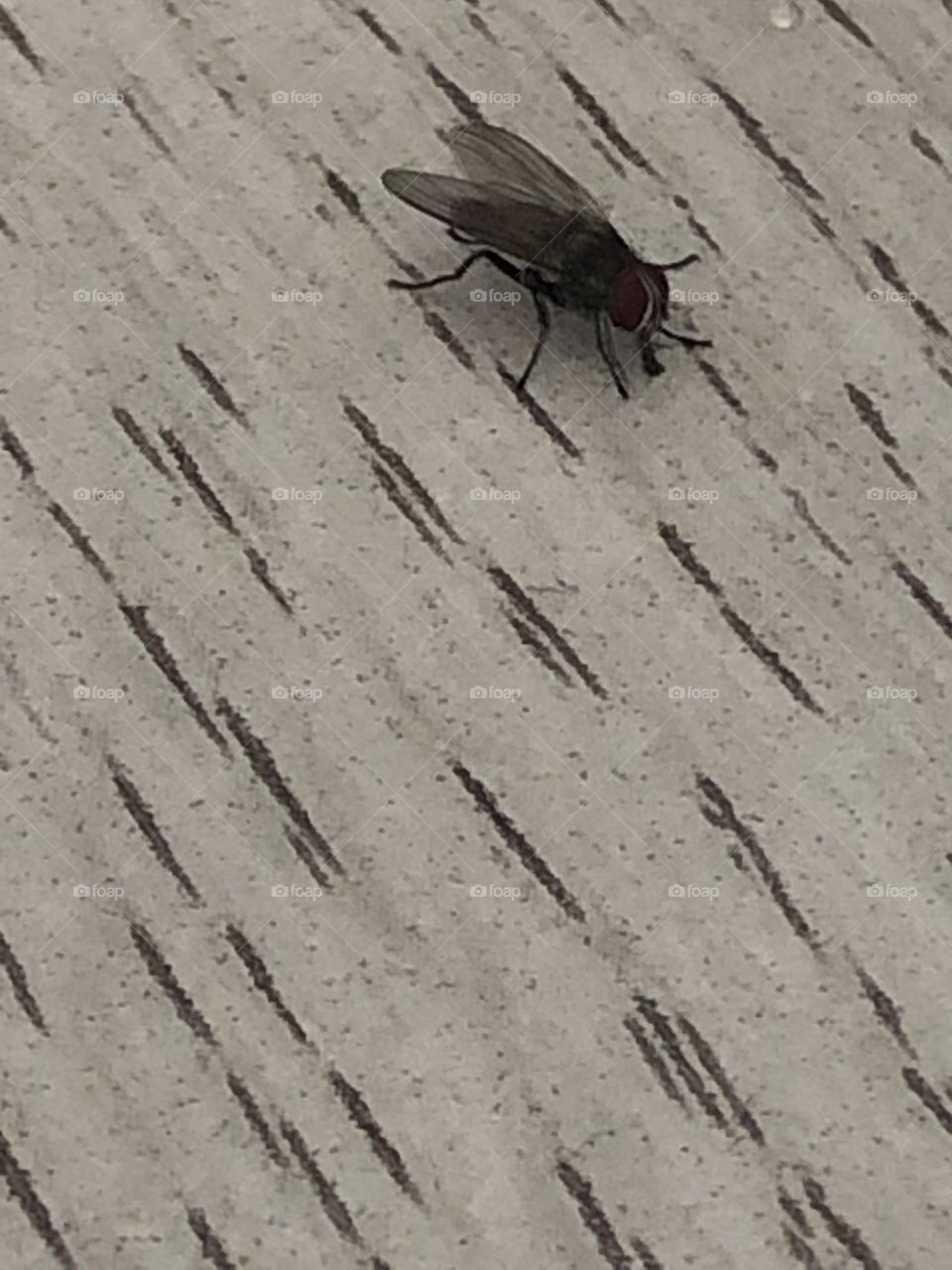 Fly searching my floor