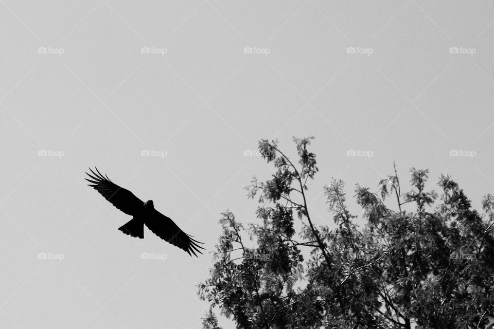 Black and white photo of a flying raven