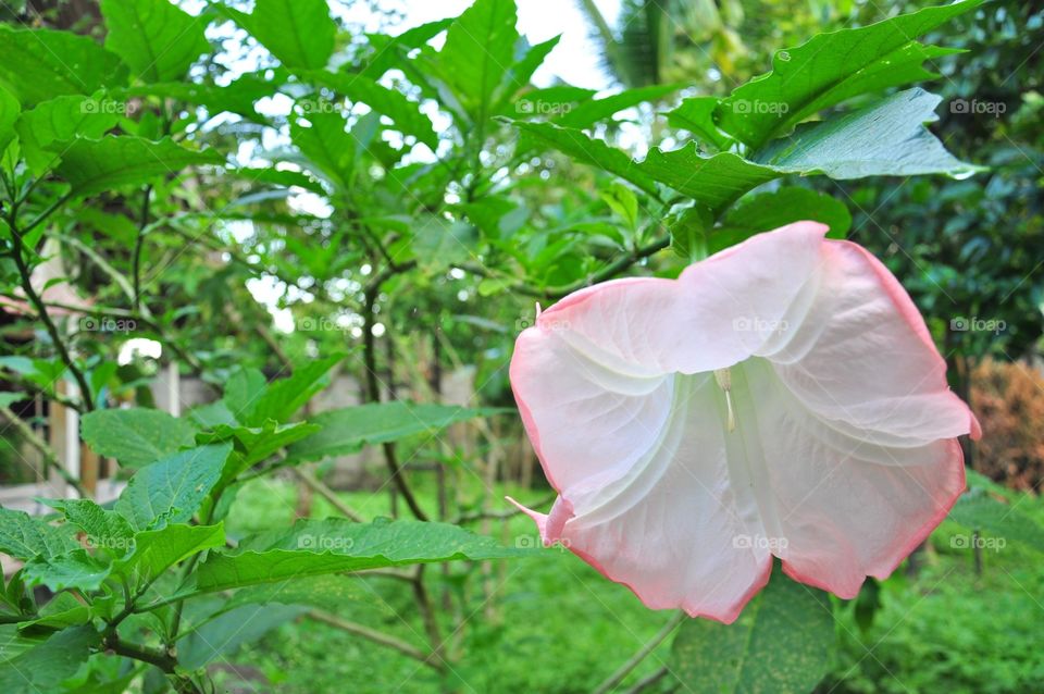 Pink Brugmansia flower with their leaves. A green background. Also known as angel's trumpets.