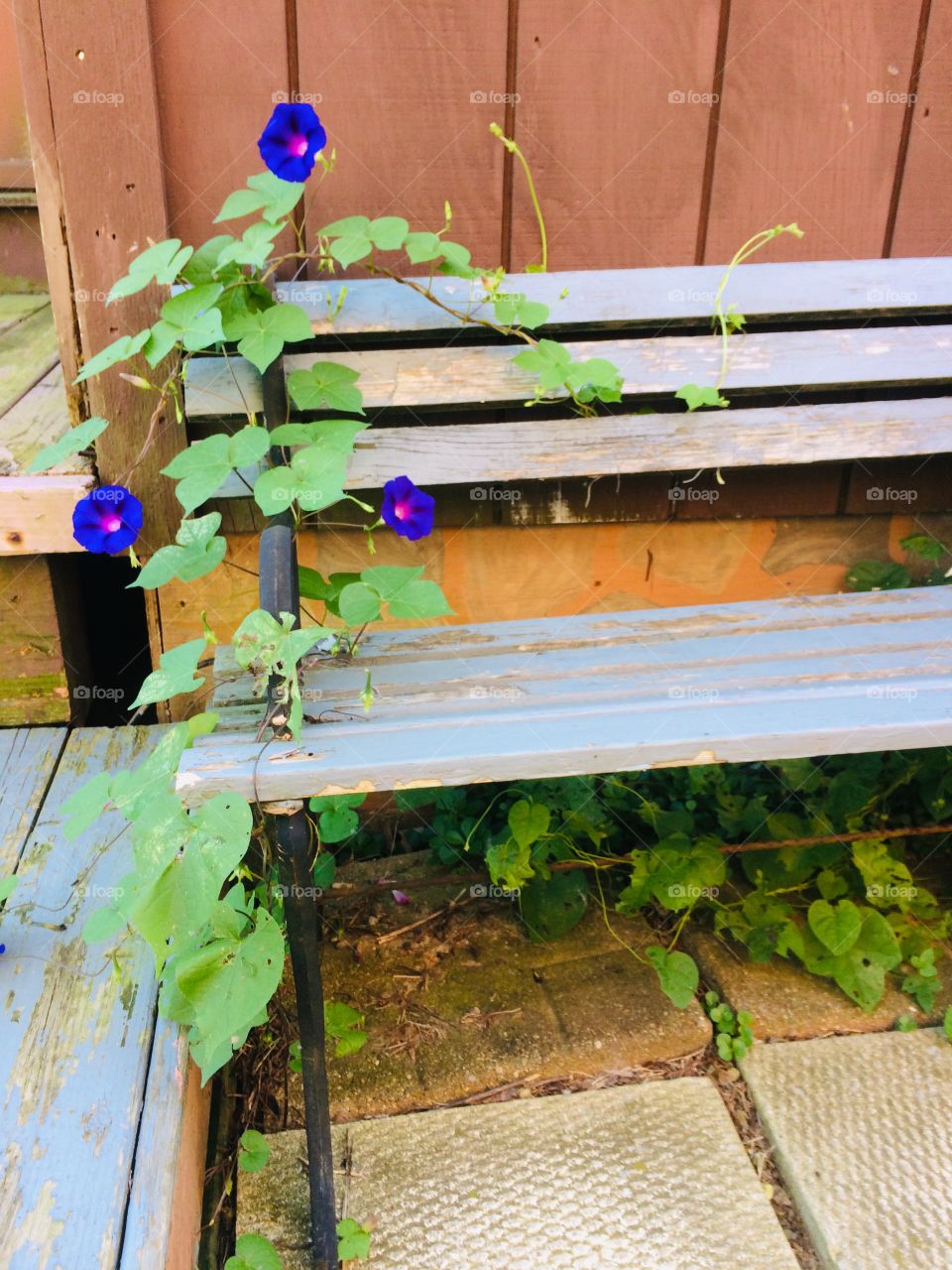 Blue wooden bench with morning glory growing over it