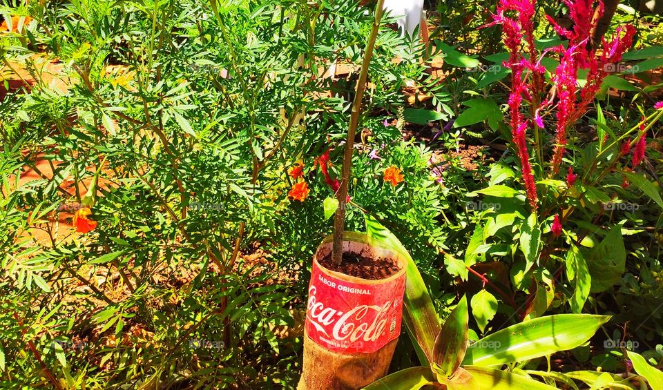 Recycle Coca Cola