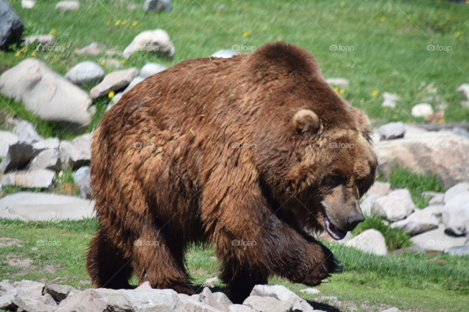 Grizzly bear