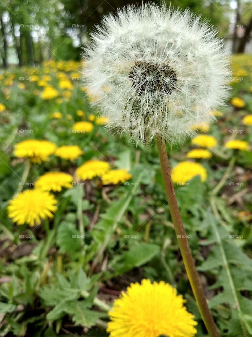 Dandelion, Flora, Flower, Nature, Summer