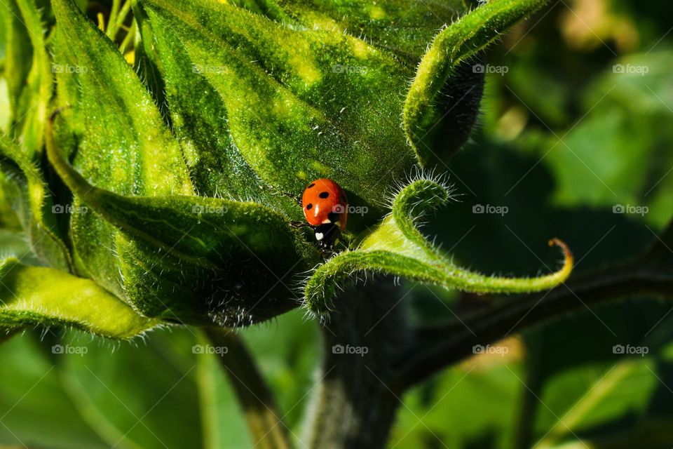 ladybug on a green leaf