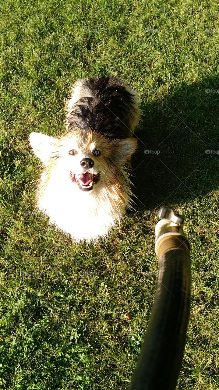 my dog attacking the hose