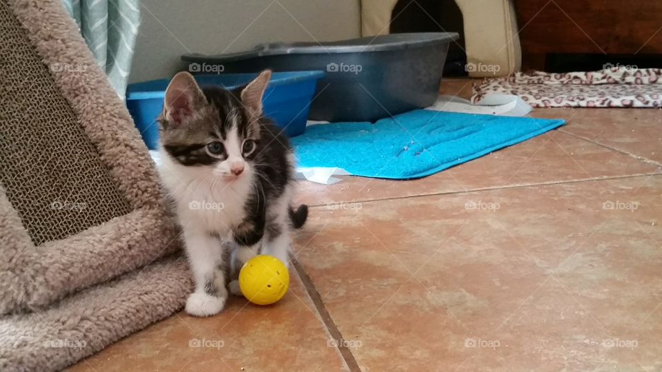 A black and white tabby kitten with a yellow ball