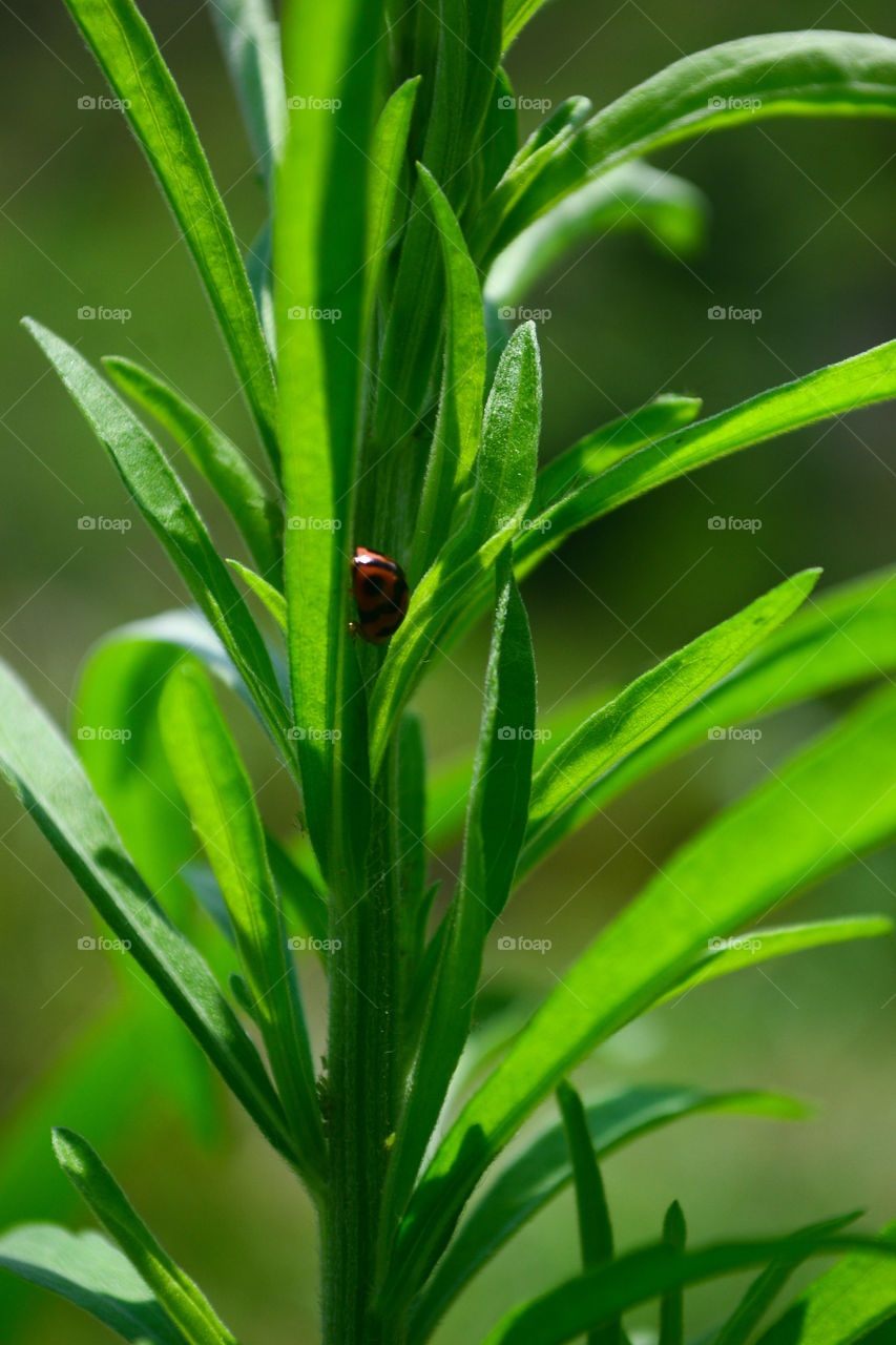 Grass and lady bug