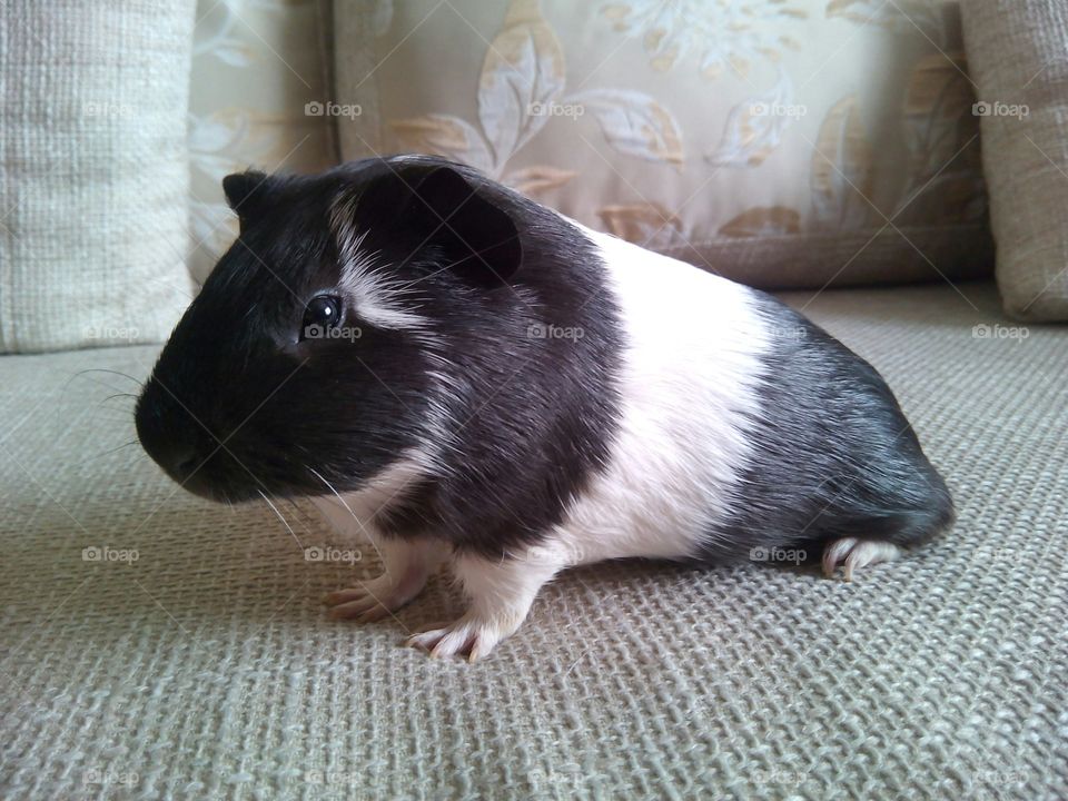 guinea pig pet