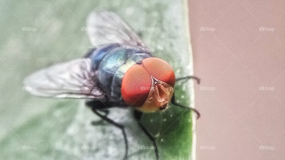 fly