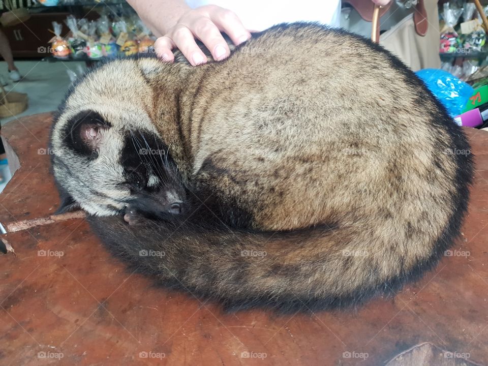 luwak