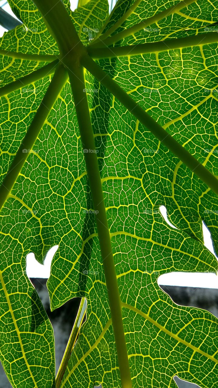 under the papaya leaf