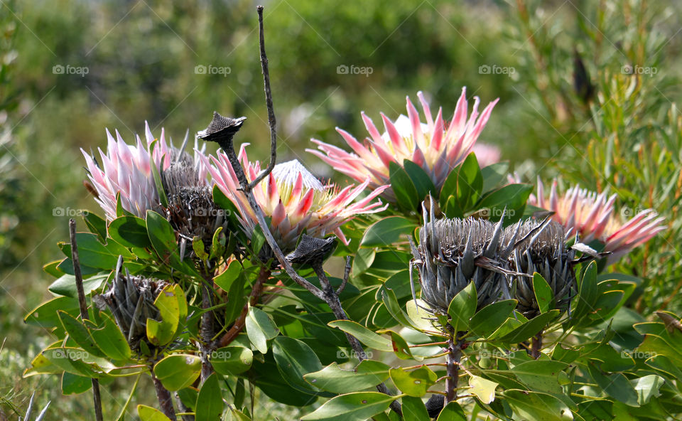 Protea flowers in bloom