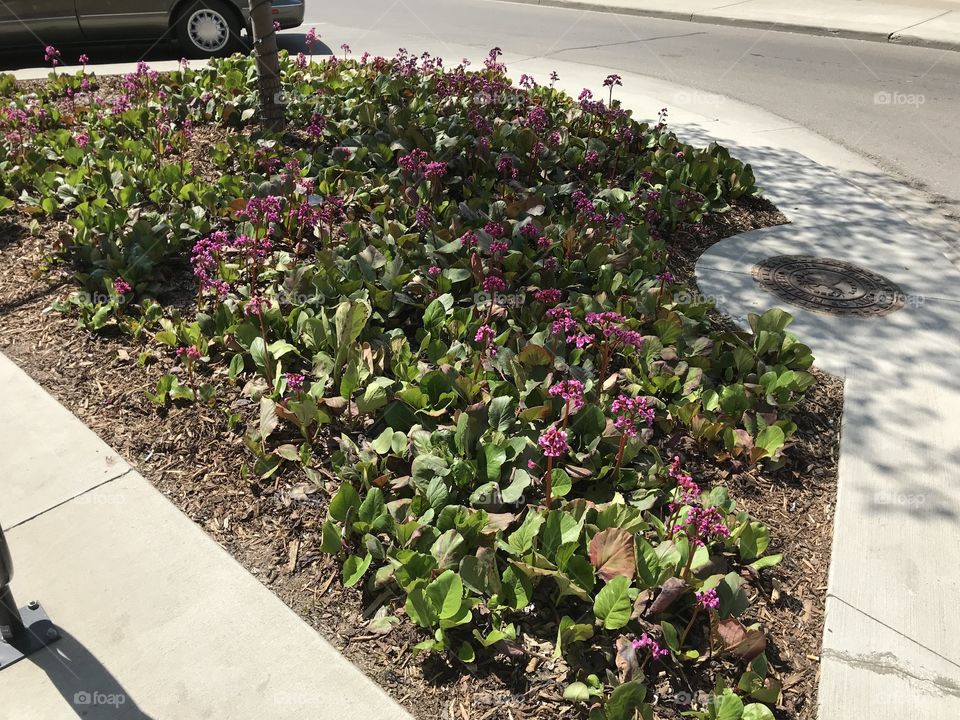 A flowerbed on the street.
