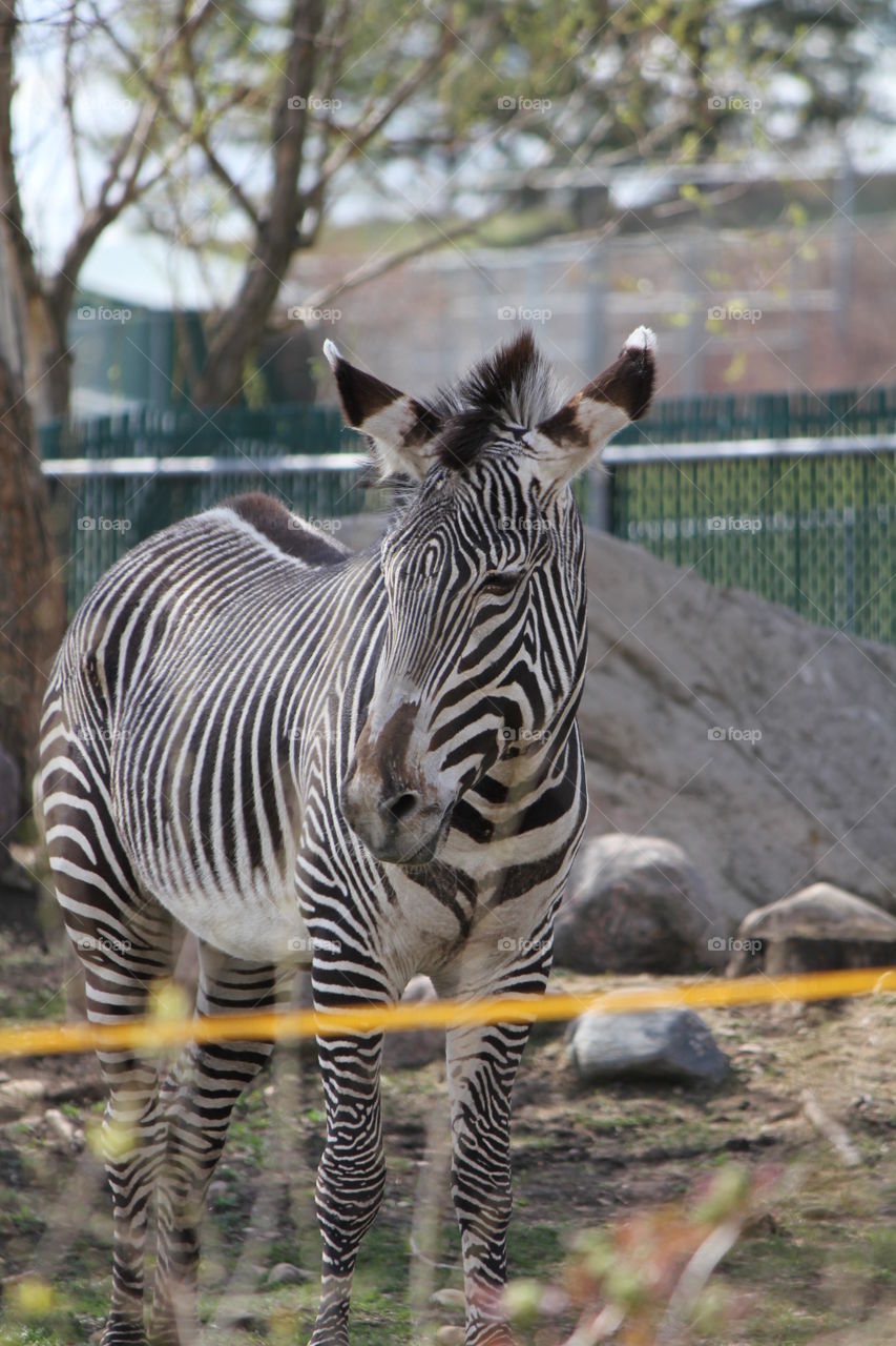 Zebra in the zoo