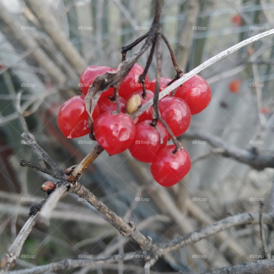 Viburnum, red berries
