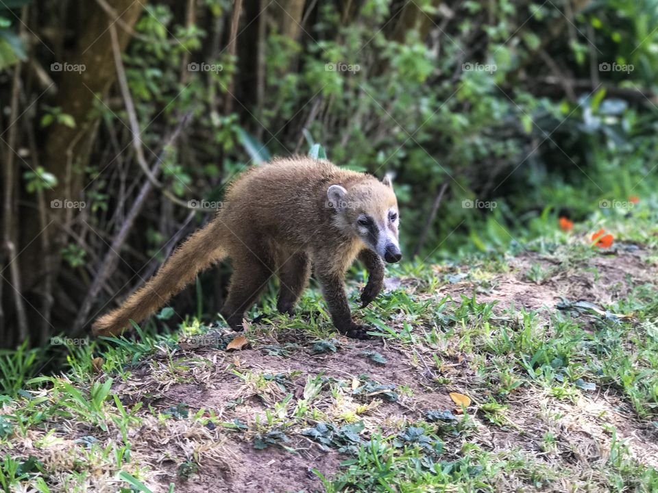 Wildlife - Coatimundi 
