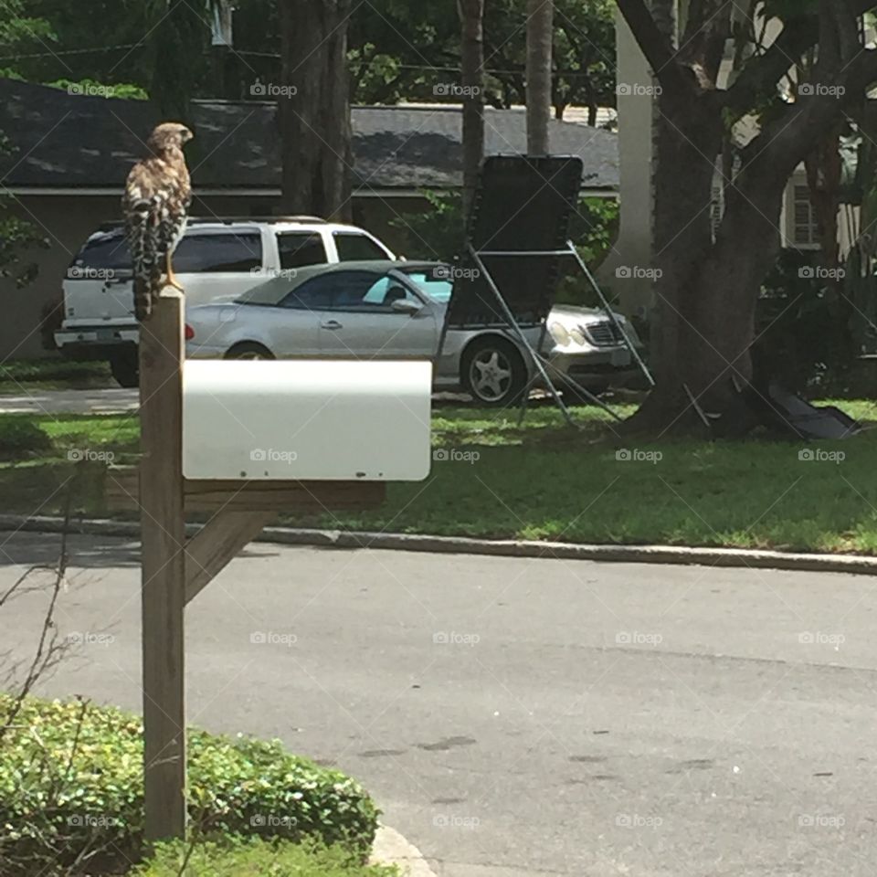 hawk. A hawk on a mailbox