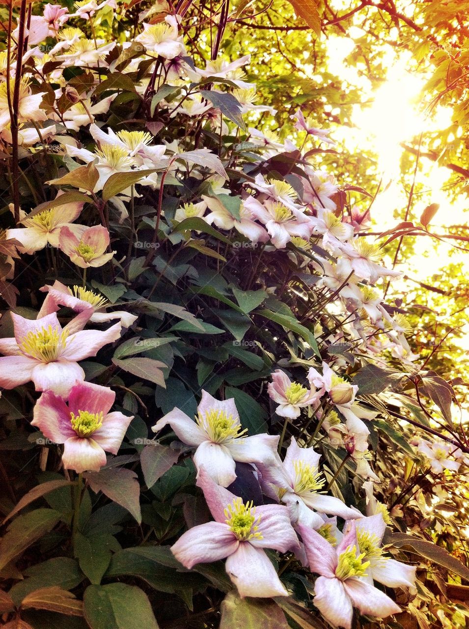 Golden hour clematis 