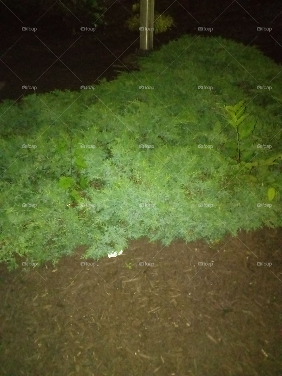 night bush