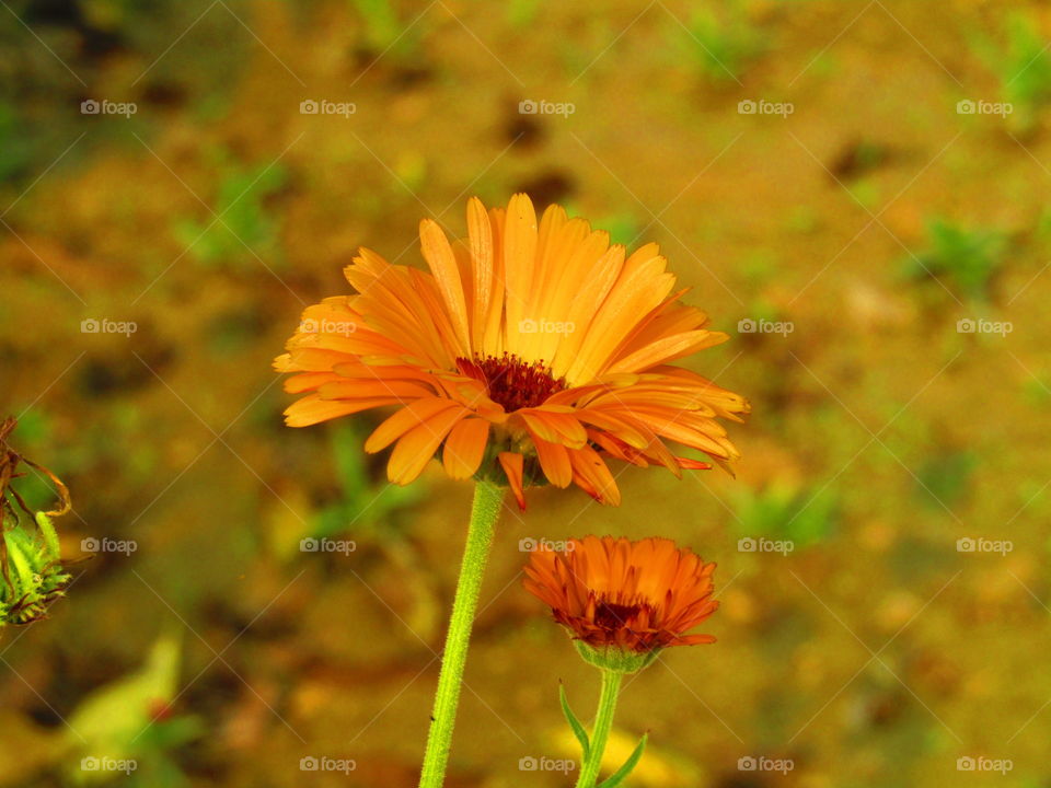 beautiful flowers Calendula officinalis, the pot marigold, ruddles, common marigold or Scotch marigold, is a plant in the genus Calendula of the family Asteraceae.