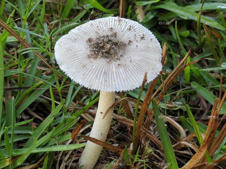 Mushroom