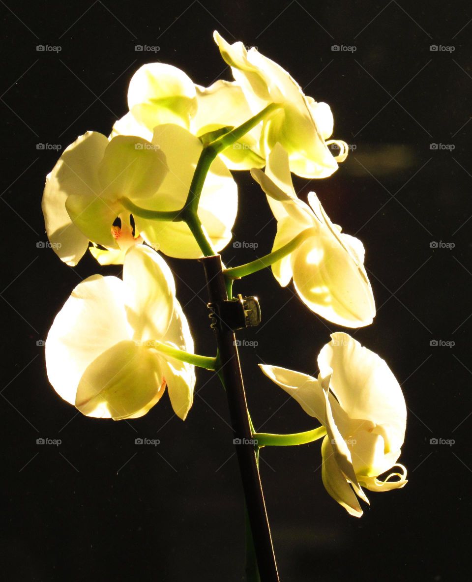 orchid