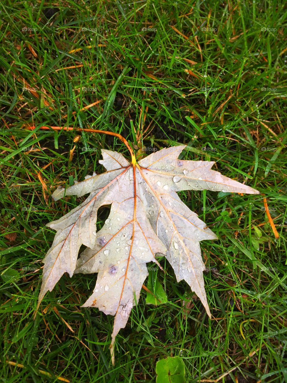 Autumn leaf fallen with dew drops