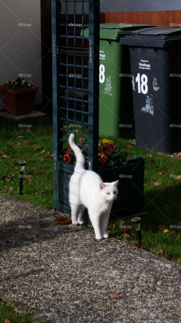 No Person, Mammal, Pet, Outdoors, Dog