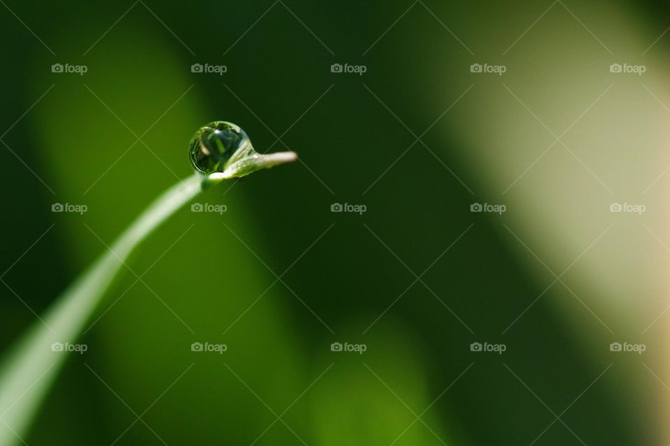 Macro shot of rain drop on green grass blade