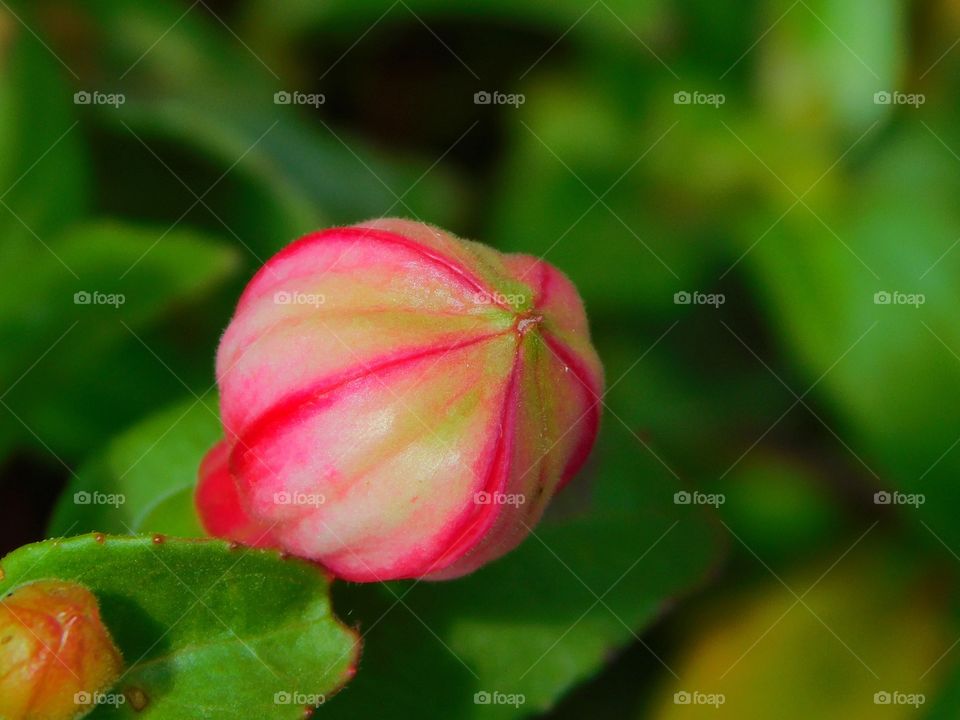 Candy Striped bud