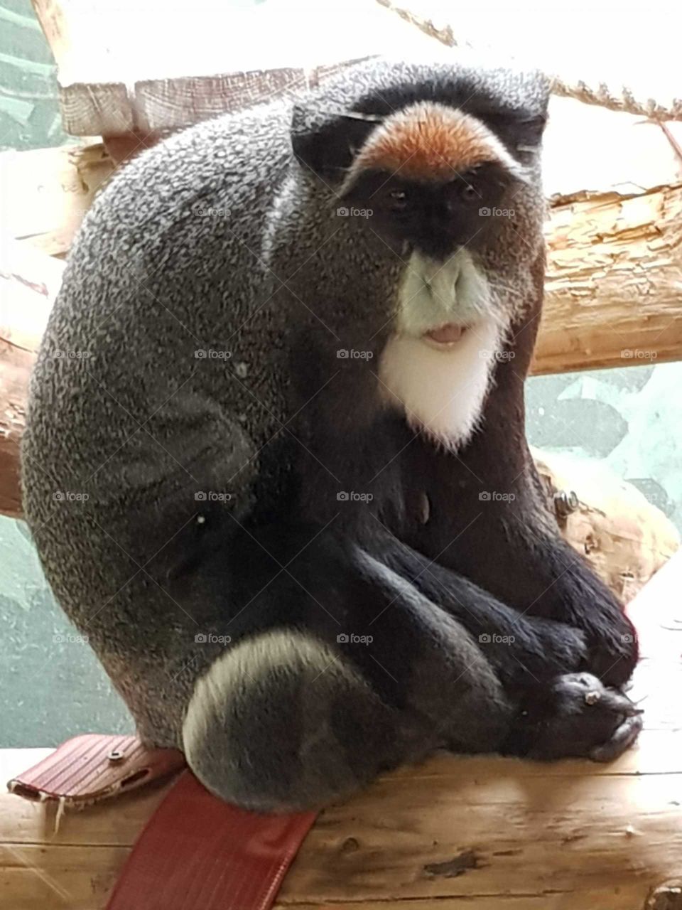 Monkey At Zoo