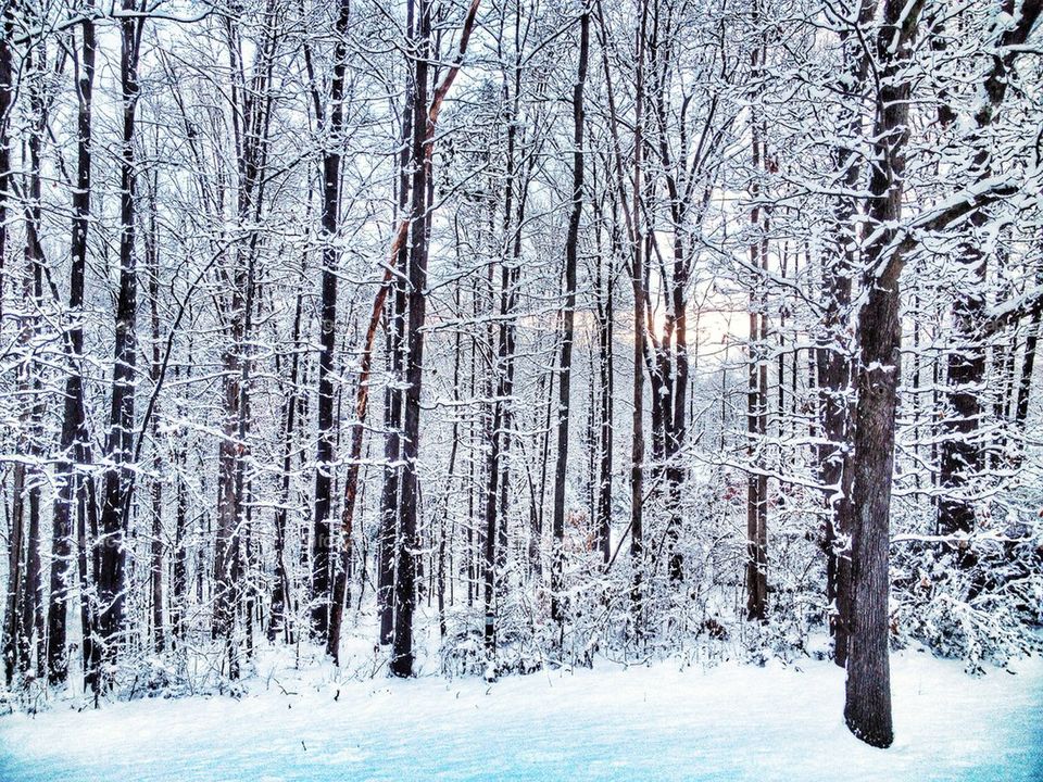 Snowy Forrest