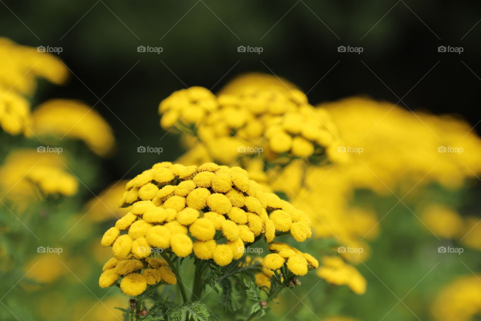 Yellow wildflowers 