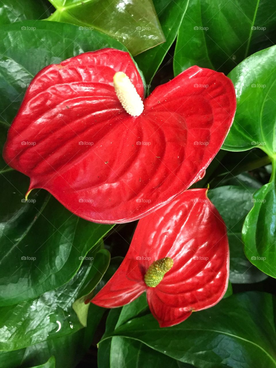 Red flowers 