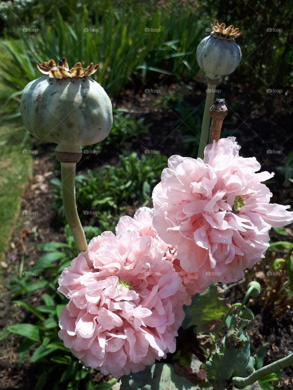 Pink Poppys