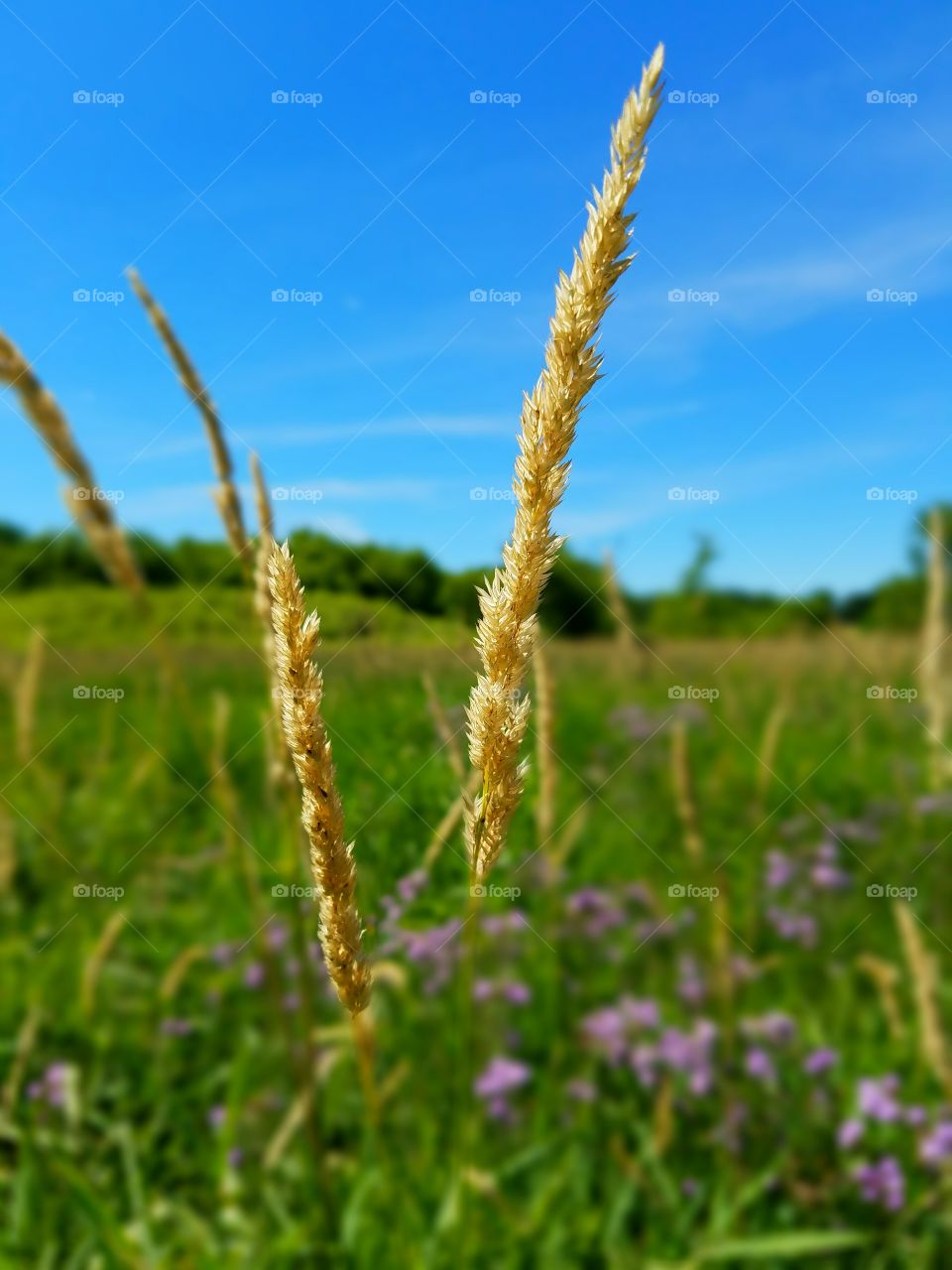 Nature, Rural, Summer, Grass, No Person