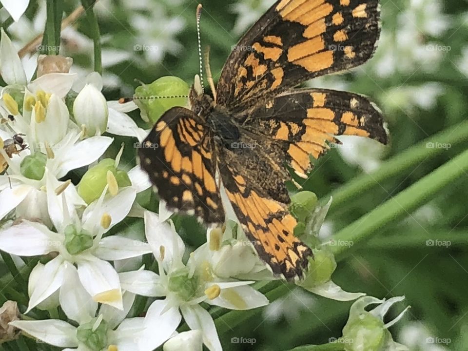 Broken wing butterfly