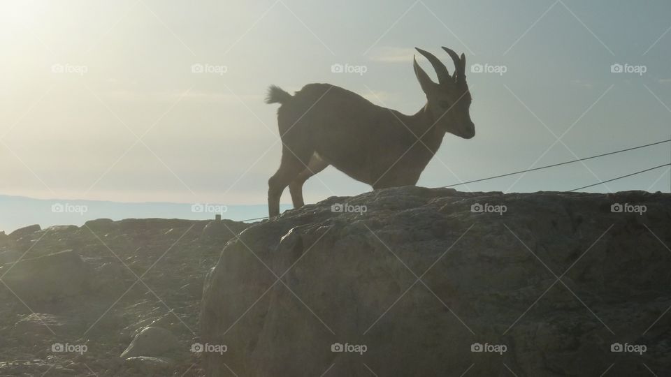 A Mountain Goat Silhouette