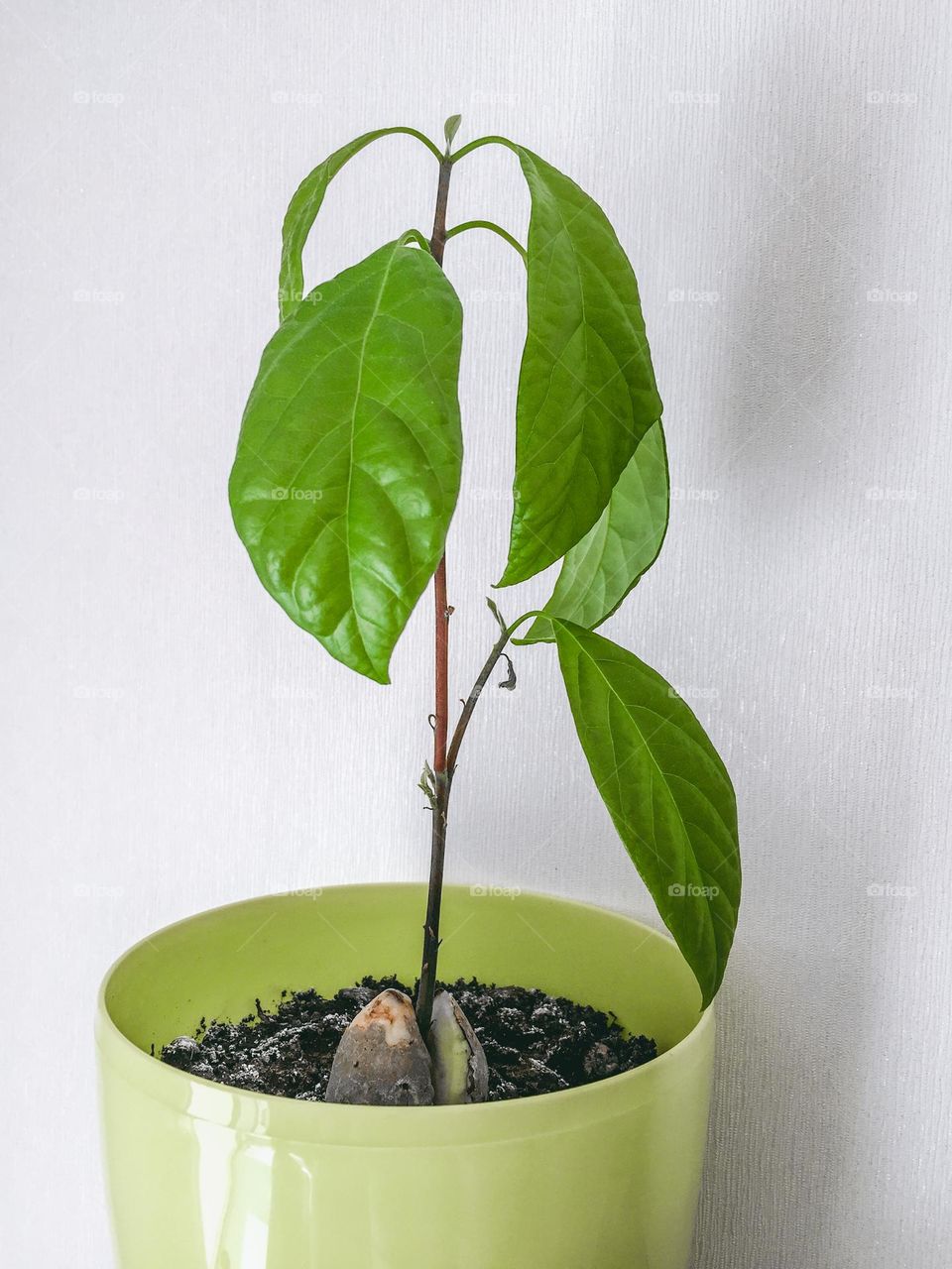 Plant, avacado