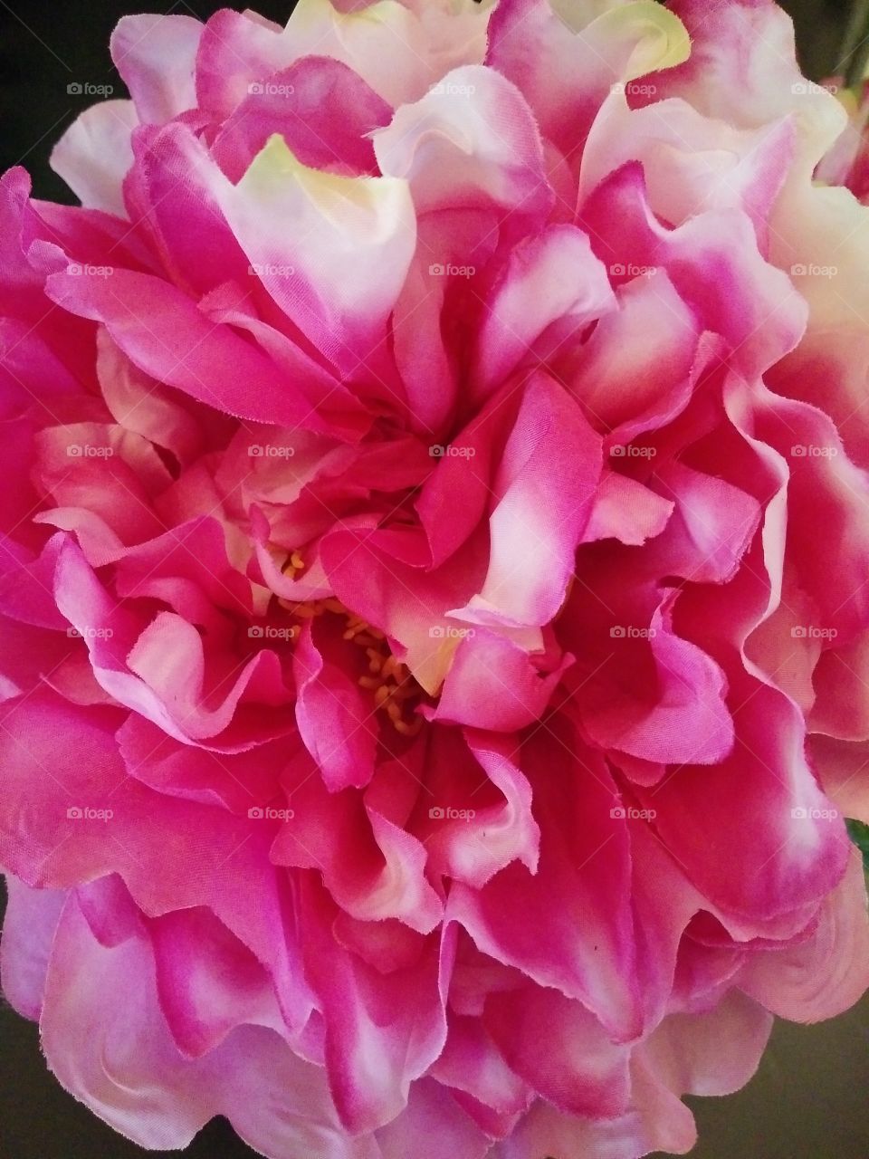 Pink: Flower