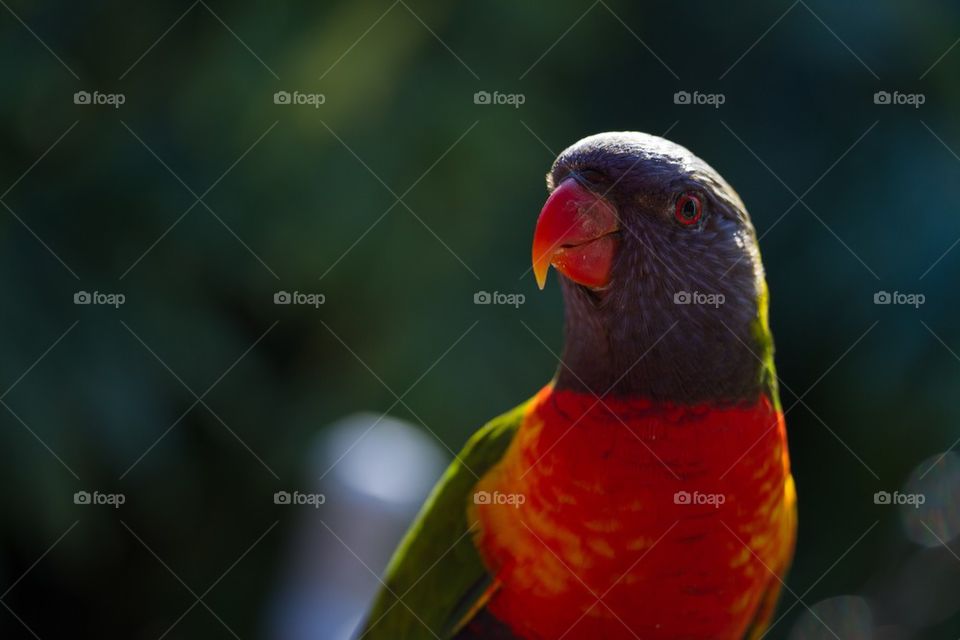 Close Up Rainbow Lorakeet 